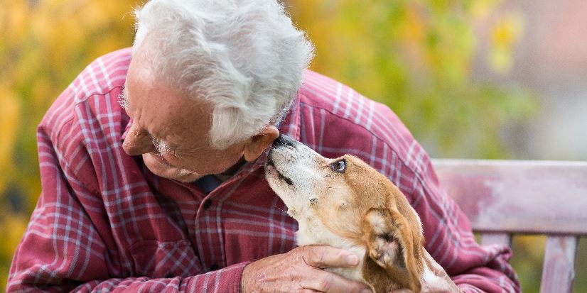 Keeping companions close: Pet Peace of Mind explained