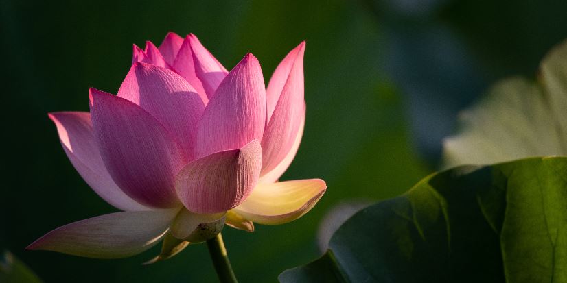 Relax - Restore - Reflect: Free Meditation Class